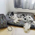 NRDOGS BASIC HUZAT XL FUN AZTÉK