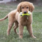  KONG AirDog Squeaker súlyzó 