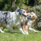 CHUCKIT CRUNCH  DUO-TUG