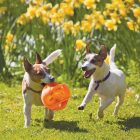 KONG KUTYAJÁTÉK JUMBLER LABDA 14CM