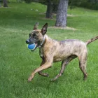 KONG Ultra SqueakAir Balls M 3 db