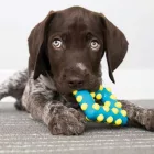 xKONG DOTZ Squeaks  SMALL SÍPOL