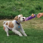 KONG TUGGER KNOTS MONKEY S