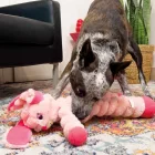 KONG Shakers Crumples 50 cm - Nyuszi