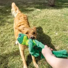 KONG KNOTS BÉKA XL 46CM