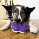 KONG AIRDOG MANCS SÍPOL