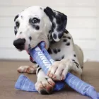 KONG SIGNATURE CRUNCH ROPE DOUBLE PUPPY M