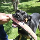 KONG MAXX STICK  SÍPOL