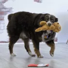 KONG COMFORT PUPS GOLDIE KUTYAJÁTÉK M 33CM SÍPOL
