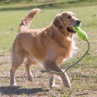 KONG AIR FETCH STICK DOBÓKÖTÉLLEL M SÁRGA