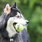 KONG AIR SQUEAKER TENNI S BALL  M 6 CM WIT