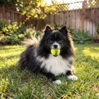 KONG SqueakAir Ball S - 3 db