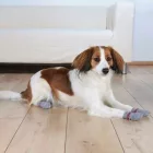 TRIXIE KUTYAZOKNI XS-S SZÜRKE