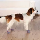 TRIXIE KUTYAZOKNI XS-S SZÜRKE