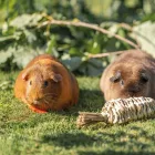 TRIXIE RÉPA JÁTÉK FŰBŐL 20x6CM