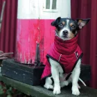 TRIXIE MINOT KABAT S 40CM