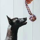 HUNTER KUTYAJÁTÉK LABDA PÁNTTAL 21CM JENA