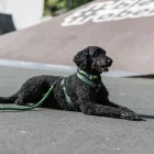 KT24 TRIXIE PREMIUM HÁM SÖTÉTZÖLD XXS-XS 20-32CM