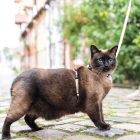 MAX & MOLLY HÁM+PÓRÁZ CICÁKNAK FÁNKOS