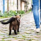 MAX & MOLLY HÁM+PÓRÁZ CICÁKNAK FÁNKOS