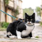 MAX & MOLLY HÁM+PÓRÁZ CICÁKNAK BÁRÁNYOS