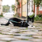 MAX & MOLLY HÁM+PÓRÁZ CICÁKNAK BÁRÁNYOS