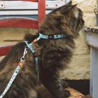 MAX & MOLLY HÁM+PÓRÁZ CICÁKNAK BÁRÁNYOS