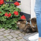 MAX & MOLLY HÁM+PÓRÁZ CICÁKNAK BÁRÁNYOS