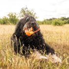 MAX & MOLLY KUTYAJÁTÉK LENNY KRABITZ