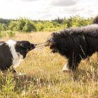 MAX & MOLLY KUTYAJÁTÉK KING JULIAN