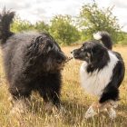 MAX & MOLLY KUTYAJÁTÉK KING JULIAN