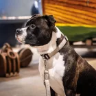 MAX & MOLLY SMART ID NYAKÖRV MATRIX 2.0 XS SAND 22-35CM