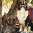 MAX & MOLLY KÖTÉLPÓRÁZ MATRIX 2.0 L JADE 200CM