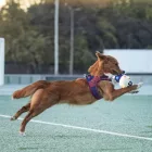MAX & MOLLY PLÜSSJÁTÉK SÍPOL FC Barca RHINO 21CM