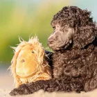 MAX & MOLLY PLÜSSJÁTÉK SÍPOL Lion George 24CM