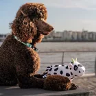 MAX & MOLLY PLÜSSJÁTÉK SÍPOL Cow Claire 26CM