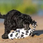MAX & MOLLY PLÜSSJÁTÉK SÍPOL Cow Claire 26CM