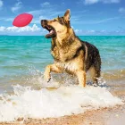 PITCH DOG LABDA PINK 9 CM 