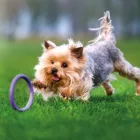 PULLER MICRO DOG FITNESS TOOL 12,5CM 2DB-OS