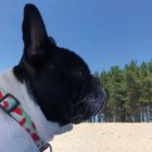 MAX & MOLLY SMART ID NYAKÖRV KUTYA S DINNYÉS