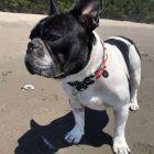 MAX & MOLLY SMART ID NYAKÖRV KUTYA L DINNYÉS