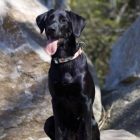 MAX & MOLLY SMART ID NYAKÖRV KUTYA L DINNYÉS