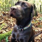 MAX & MOLLY SMART ID NYAKÖRV KUTYA M FÁNKOS