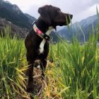 MAX & MOLLY SMART ID NYAKÖRV KUTYA L FÁNKOS