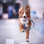 MAX & MOLLY MULTIFUNKC. PÓRÁZ KUTYA L SZÖRNYECSKÉS