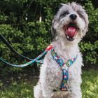 MAX & MOLLY MULTIFUNKC. PÓRÁZ KUTYA L SZÖRNYECSKÉS