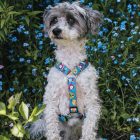 MAX & MOLLY H-ALAKÚ HÁM KUTYÁKNAK M SZÖRNYECSKÉS