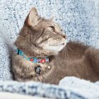 MAX & MOLLY SMART ID NYAKÖRV CICA SZÖRNYECSKÉS