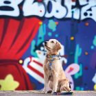 MAX & MOLLY SMART ID NYAKÖRV KUTYA L SZÖRNYECSKÉS