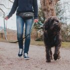 MAX & MOLLY MULTIFUNKC. PÓRÁZ KUTYA S BÁRÁNYOS